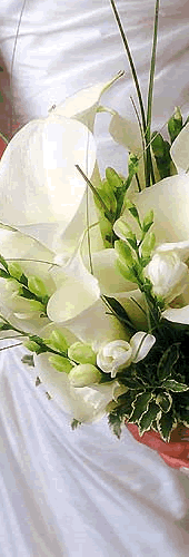 white calla lily graphic
